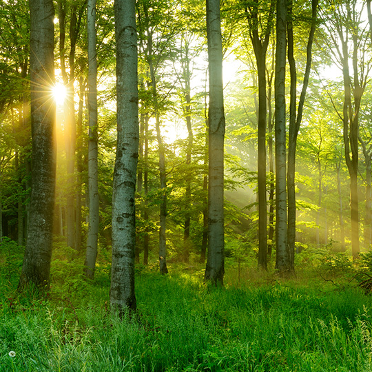shot of sun through the trees in a forest